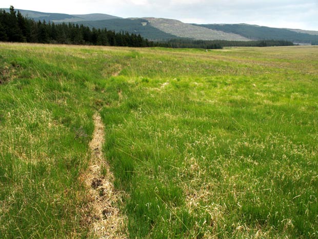 Animal track along the edge of the trees heading back towards the Sliver Flowe2