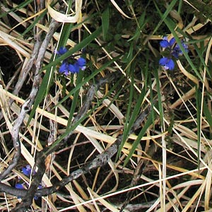 Plants in the Flowe