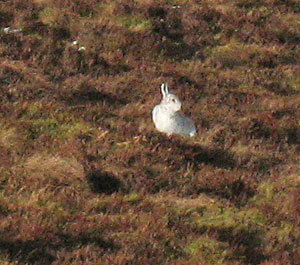 Hare in winter coat