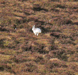 Hare in winter coat