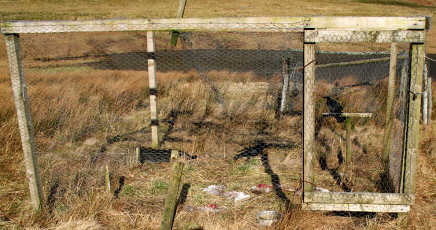 Bird trap with crows in it