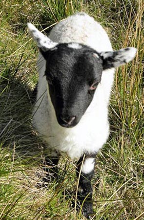 Picture of a friendly lamb