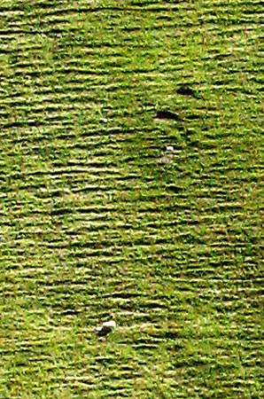 Ribbed face of Steygail with sheep - detail