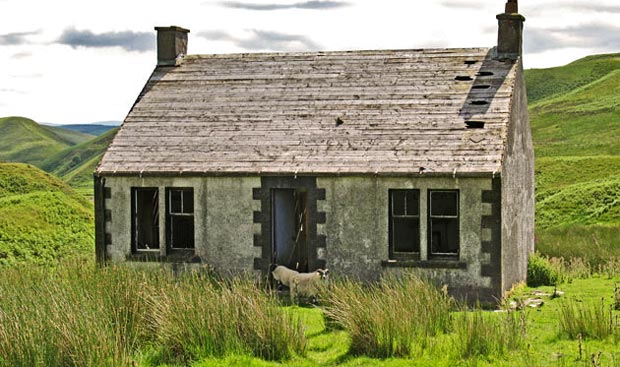 Woolly tenants of the abandoned house