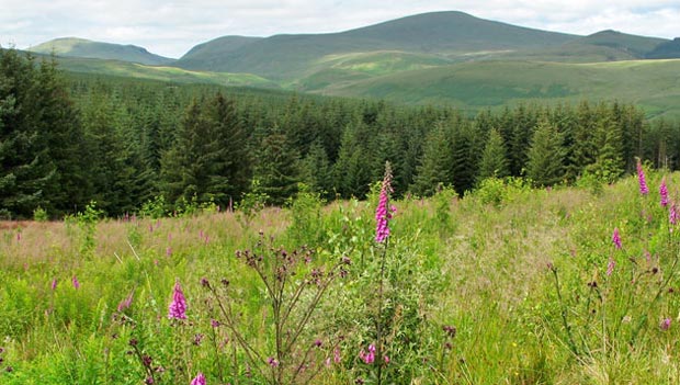 General view back to the Queensberry hills from the road back to Ae village