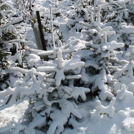 Snow-covered young pines