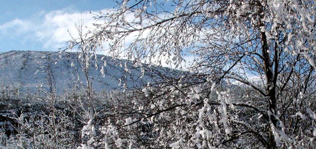 Snow-covered trees by the Southern Upland Way