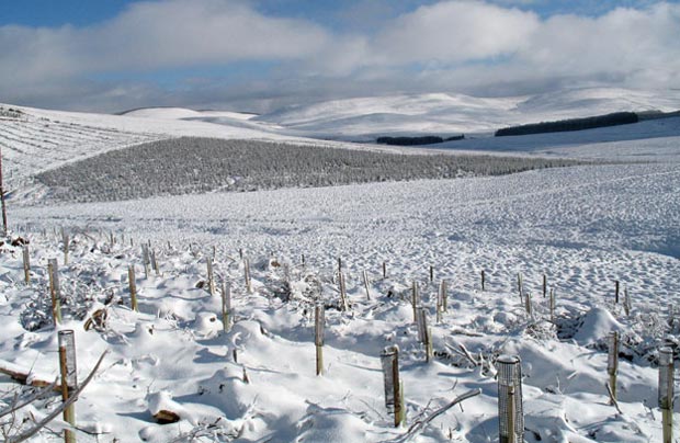 View back to the route of the Southern Upland Way as we climb Comb Law