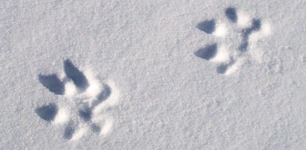 Closeup of fox tracks