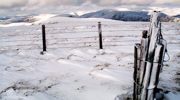 Bundle of sticks for a cairn on top of Ballencleuch Law