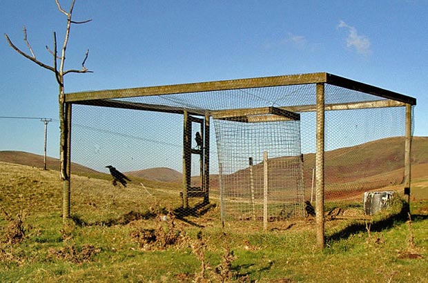 Bird trap on the ridge above Dalveen farmhouse