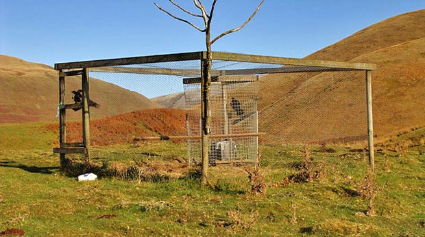 Bird trap on the ridge above Dalveen farmhouse