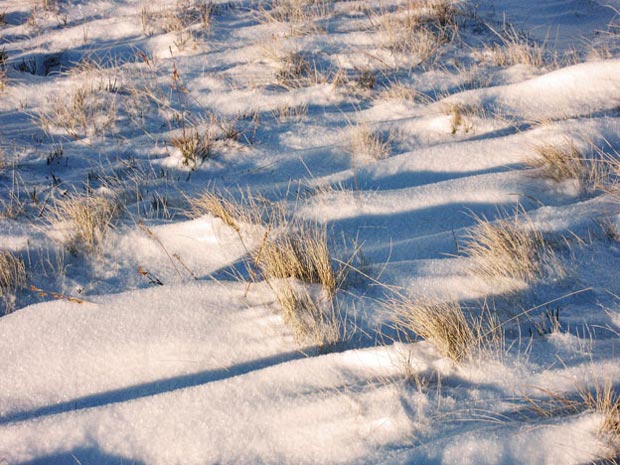 Lean pickings among the snow for Rabiits