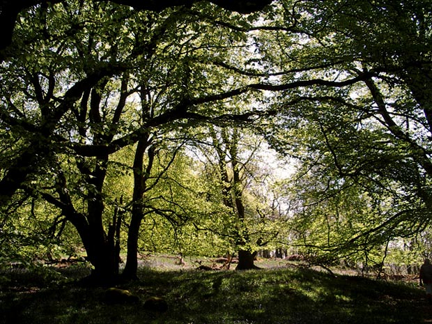 View in Castramont Wood