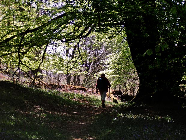View taken while walking through Castramont Wood