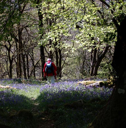 Bluebells in Castramont Wood