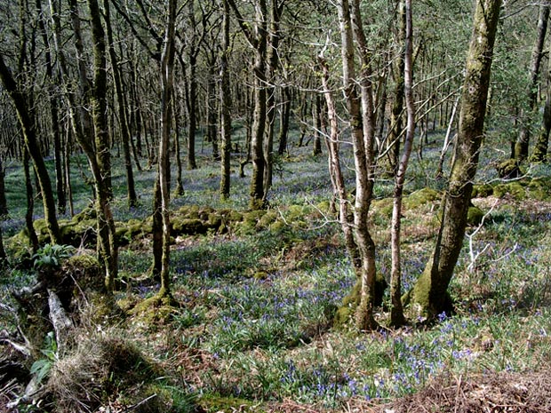 Carpet of bluebells among the trees of Castramont Wood