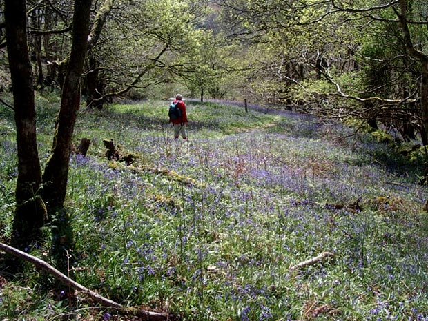 Carpet of bluebells among the trees of Castramont Wood