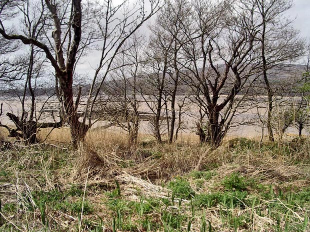 View through the trees across to Barholm Hill from Rough Point Wood