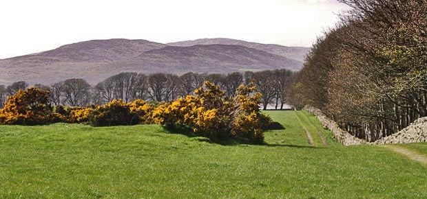 View back along the track which heads for Boreland of Girthon from Water of Fleet Bay