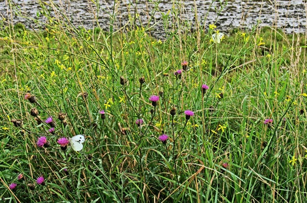 Butterflies and wild flowers on the foreshore at the north end of Garlieston Bay