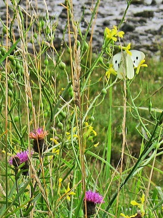 Detail of butterflies and wild flowers on the foreshore Garlieston Bay
