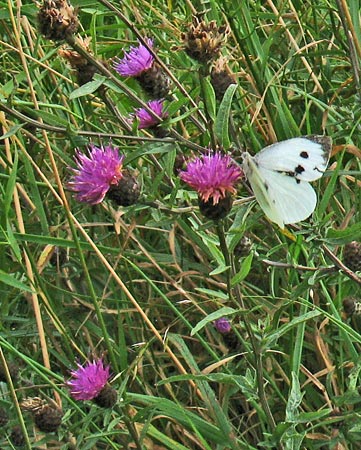 Detail of butterflies and wild flowers on the foreshore Garlieston Bay