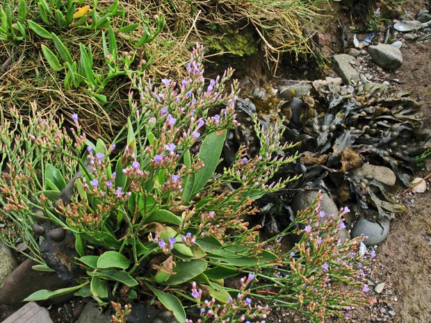 Plant life on the water's edge Garlieston Bay