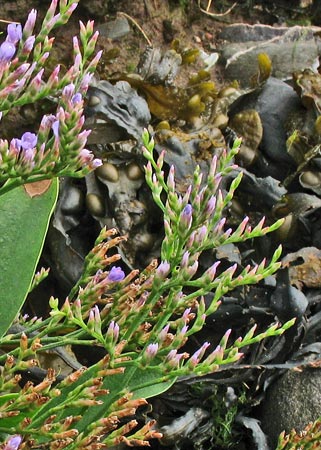 Sea Lavender at the north end of Garlieston Bay