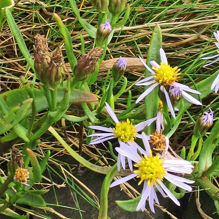 Sea Aster at the north end of Garlieston Bay