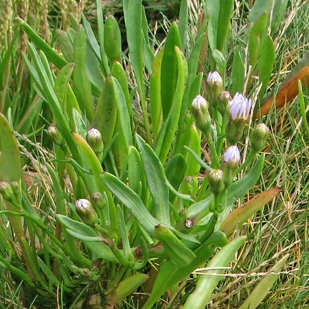 Sea Aster at the north end of Garlieston Bay