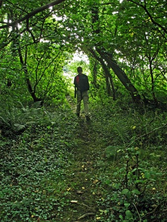 Following the way-marked path through the woods on the north shore of Garlieston Bay