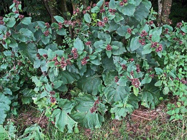 Picture of Burdock by the wayside