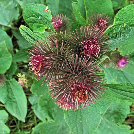 Detail showing flower head