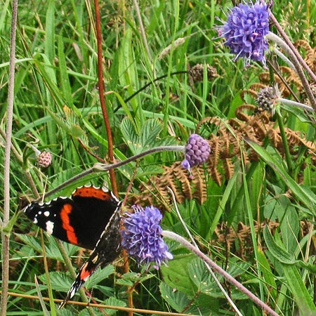 Devil's-Bit Scabious