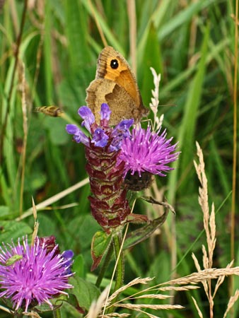 Melancholy thistle