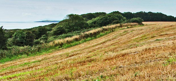 Looking back to Sliddery Point from the path along the edge of the fields