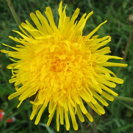 Picture of a Perennial Sow-thistle