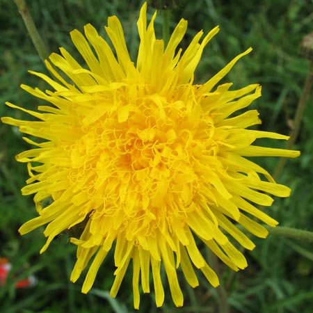 Picture of a Perennial Sow-thistle