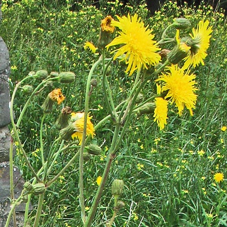 Picture of Perennial Sow-thistles