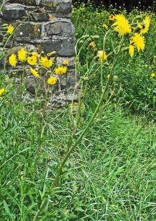 Picture of Perennial Sow-thistles