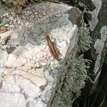 Grasshopper at Cruggleton Castle