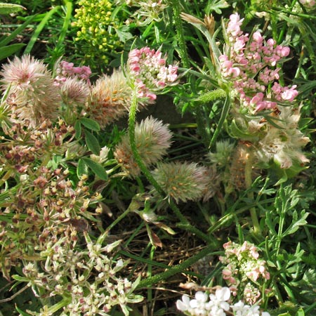 Some wild carrot growing at Cruggleton Castle