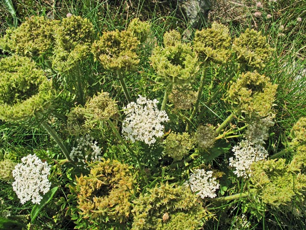 Clump of wild carrot at Cruggleton Castle