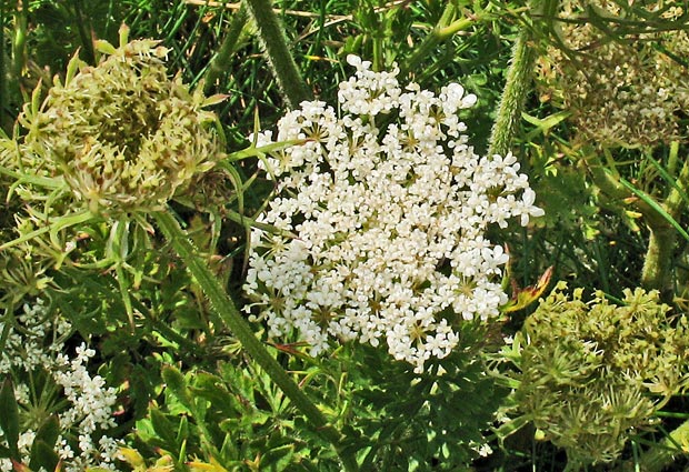 Flower of the wild carrot