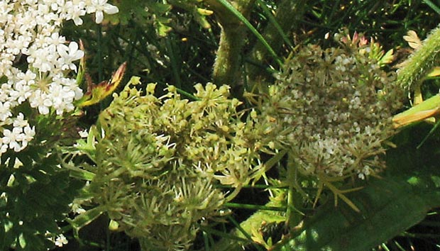 Flower heads of wild carrot developing