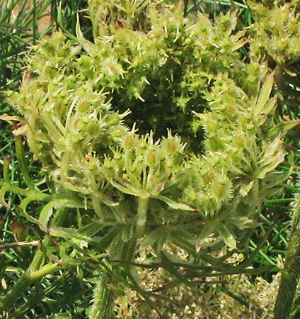 Flower heads of wild carrot developing