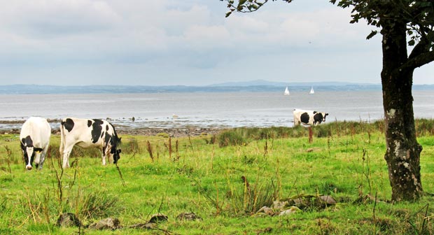 Cows and yaghts near Garlieston