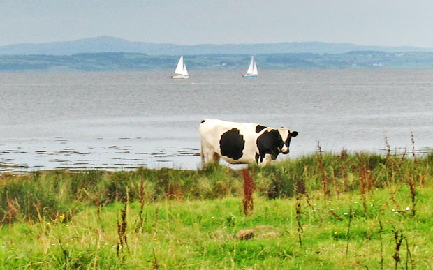 Cow and yaghts near Garlieston