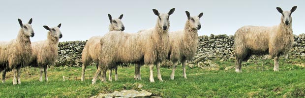 Attentive sheep.